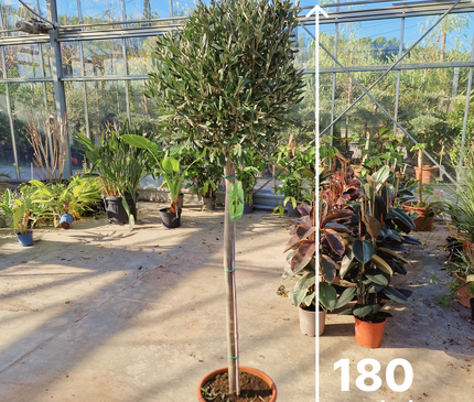 Olivier demi tige Olea europaea - 180 cm