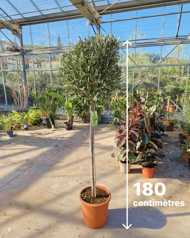 Olivier demi tige Olea europaea - 180 cm