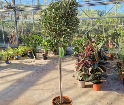 2x Olea Europaea - Olivier sur tronc - Arbre - Rustique 2x Olea Europaea - Olivier sur tronc - Arbre - Rustique