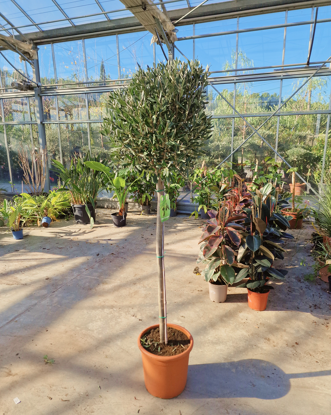 Olivier demi tige Olea europaea - 180 cm