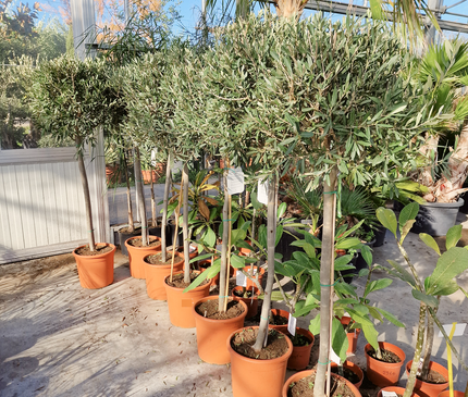 Olivier demi tige Olea europaea - 180 cm