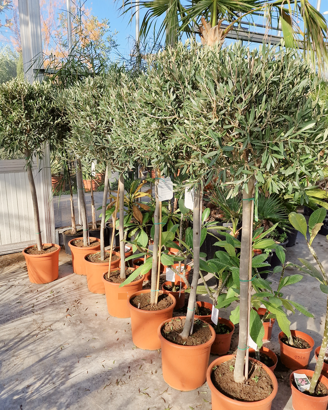 Olivier demi tige Olea europaea - 180 cm