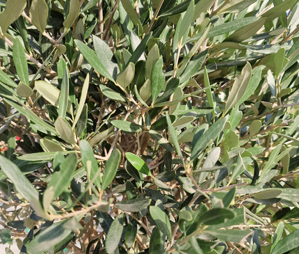 Olivier demi tige Olea europaea - 180 cm