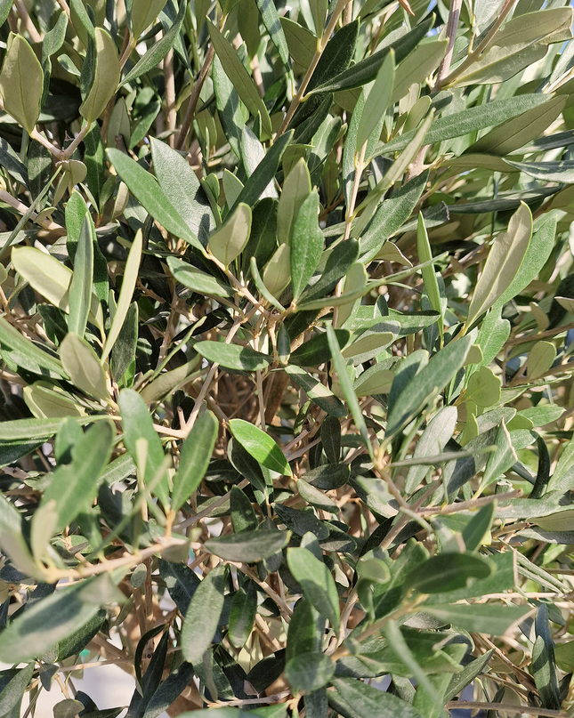 Olivier demi tige Olea europaea - 180 cm