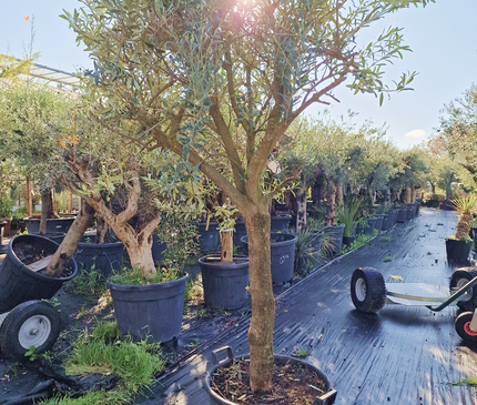 Olivier Gordal – Hauteur 200 à 220 cm