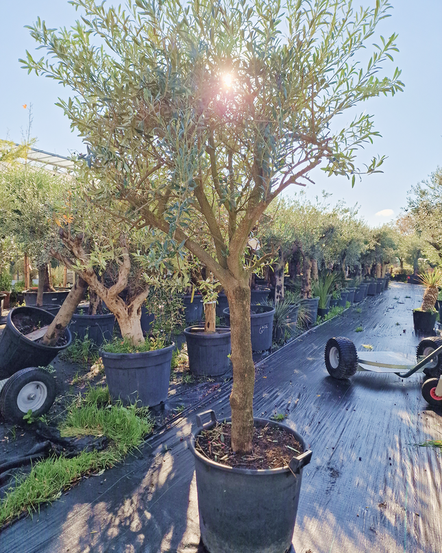 Olivier Gordal – Hauteur 200 à 220 cm