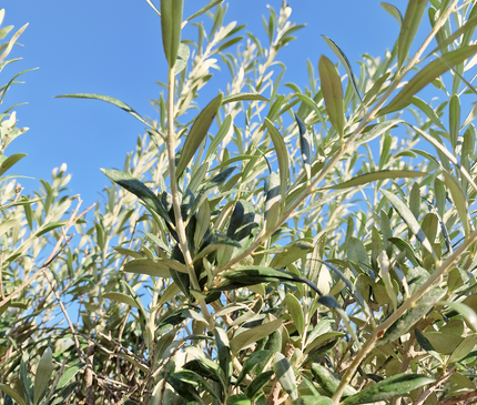 Olivier Gordal – Hauteur 200 à 220 cm