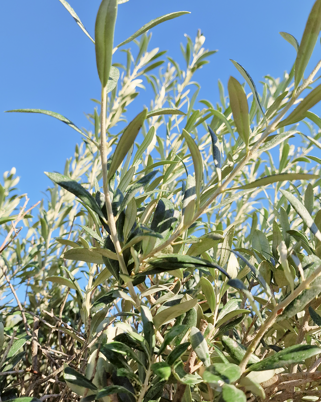 Olivier Gordal – Hauteur 200 à 220 cm