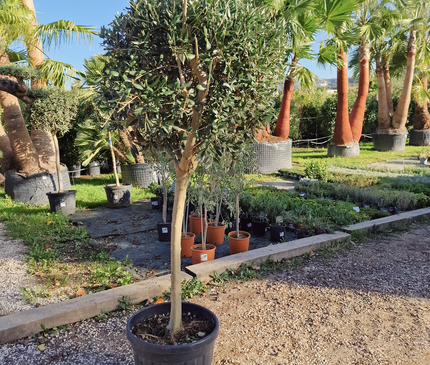 Olivier tige (Olea europaea) – Circonférence 14/16 cm