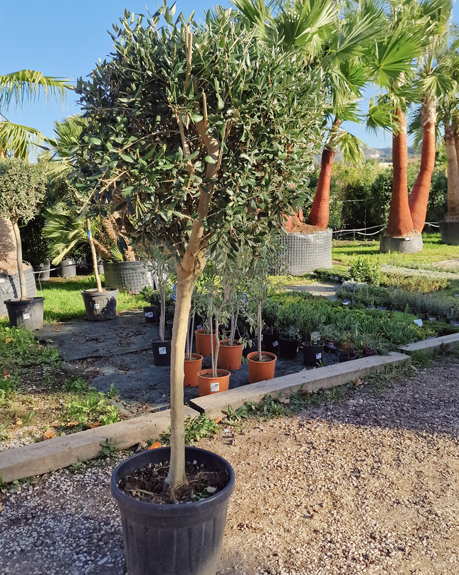Olivier tige (Olea europaea) – Circonférence 14/16 cm