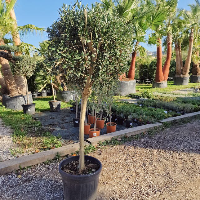 Olivier tige (Olea europaea) – Circonférence 14/16 cm