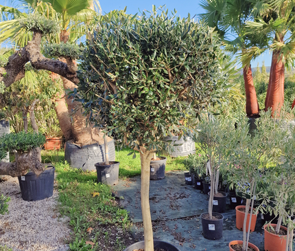 Olivier tige (Olea europaea) – Circonférence 14/16 cm
