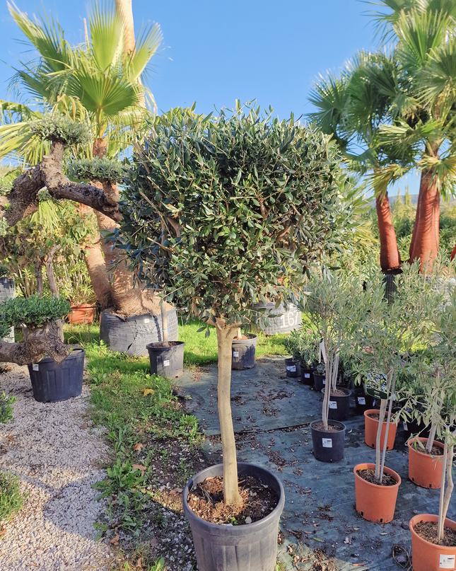 Olivier tige (Olea europaea) – Circonférence 14/16 cm