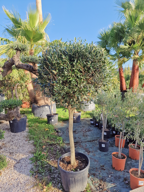 Olivier tige (Olea europaea) – Circonférence 14/16 cm