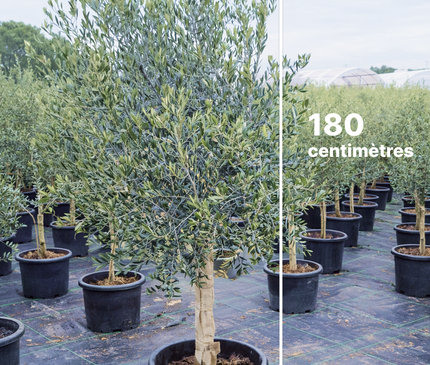 Olivier 16/18 cm - (Olea Europaea) - 180 cm - 40L