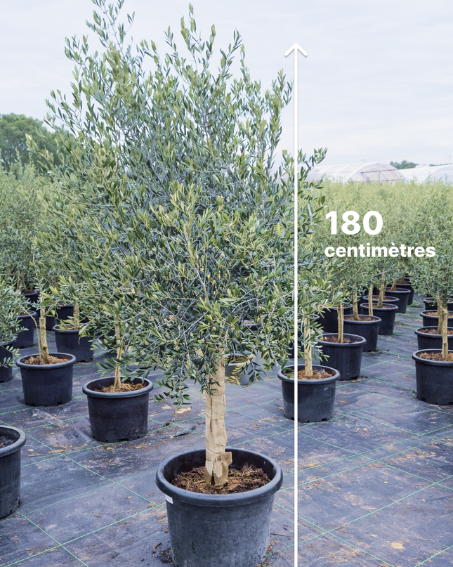 Olivier 16/18 cm - (Olea Europaea) - 180 cm - 40L