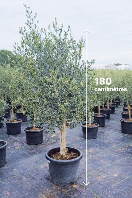 Olivier 16/18 cm - (Olea Europaea) - 180 cm - 40L