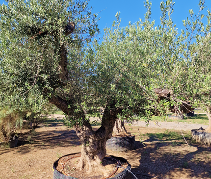 Olivier centenaire (Olea europaea) – 1,80 mètre