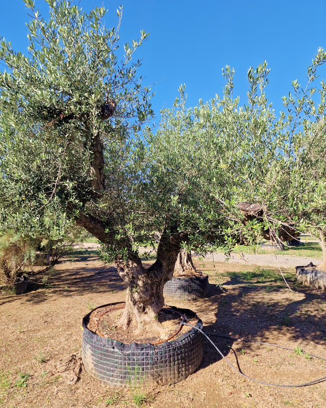 Olivier centenaire (Olea europaea) – 1,80 mètre