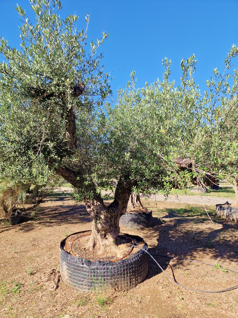 Olivier centenaire (Olea europaea) – 1,80 mètre