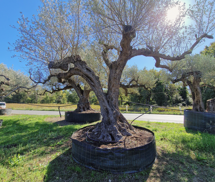 Olivier centenaire (Olea europaea) – Arbre d’ornement d’exception