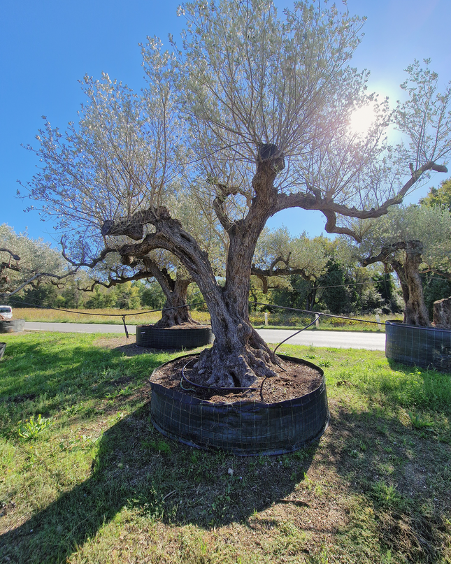 Olivier centenaire (Olea europaea) – Arbre d’ornement d’exception