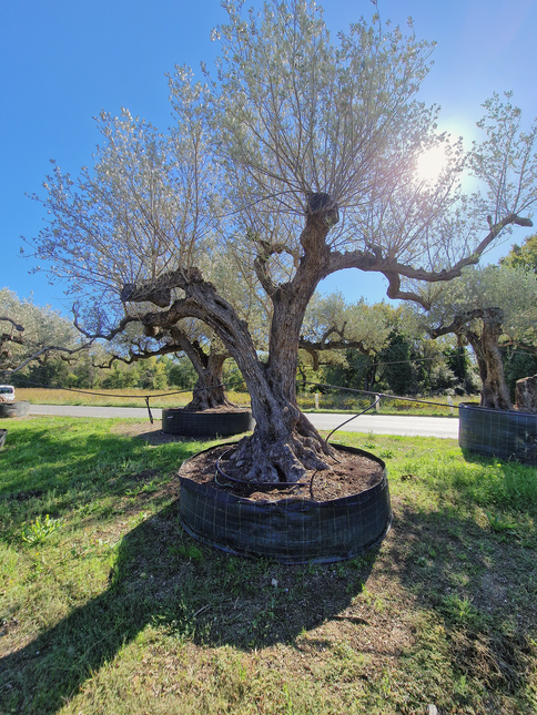 Olivier centenaire (Olea europaea) – Arbre d’ornement d’exception
