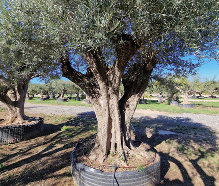 Olivier centenaire (Olea europaea) 2 mètres – Arbre d’ornement