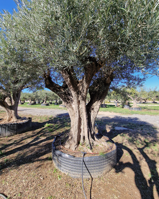 Olivier centenaire (Olea europaea) 2 mètres – Arbre d’ornement