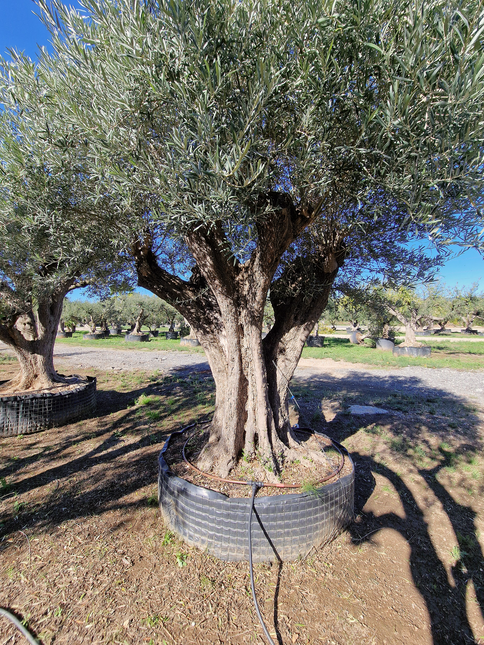 Olivier centenaire (Olea europaea) 2 mètres – Arbre d’ornement