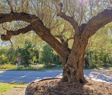 Olivier centenaire (Olea europaea) 4 mètres – Arbre d'exception