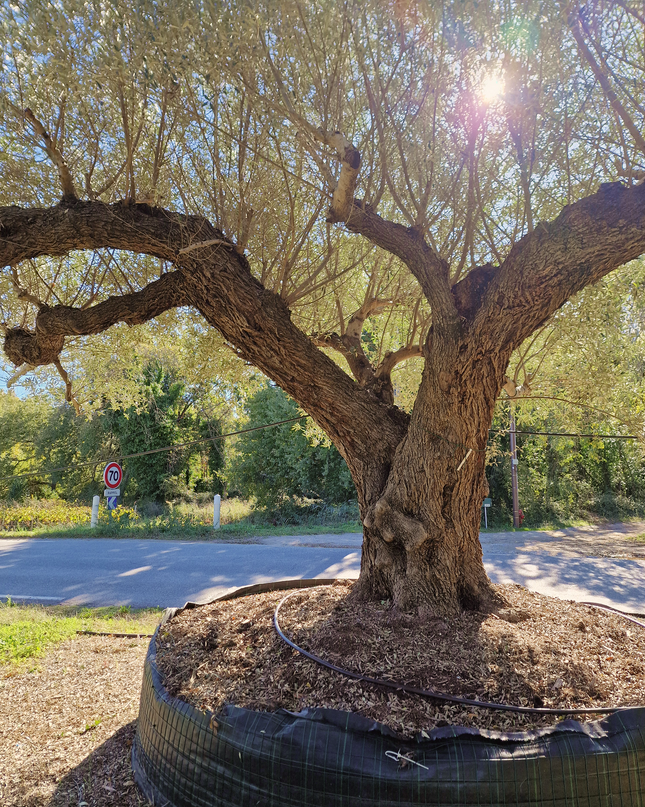 Olivier centenaire (Olea europaea) 4 mètres – Arbre d'exception
