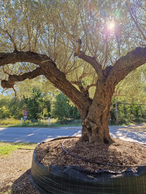 Olivier centenaire (Olea europaea) 4 mètres – Arbre d'exception