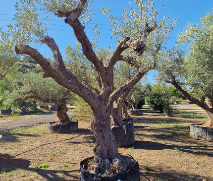Olivier centenaire (Olea europaea) – 1,70 mètre