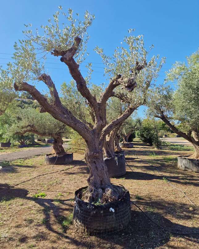 Olivier centenaire (Olea europaea) – 1,70 mètre