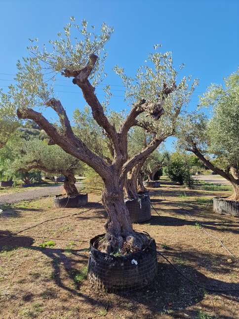 Olivier centenaire (Olea europaea) – 1,70 mètre