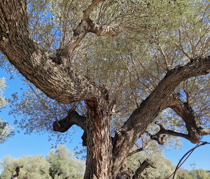 Olivier multi-centenaire (Olea europaea) – Arbre d’exception