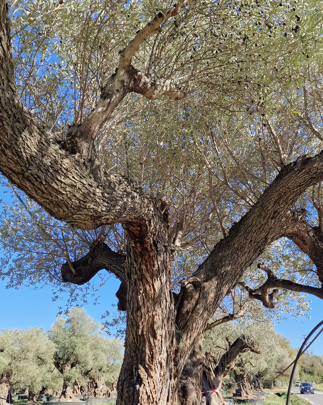 Olivier multi-centenaire (Olea europaea) – Arbre d’exception
