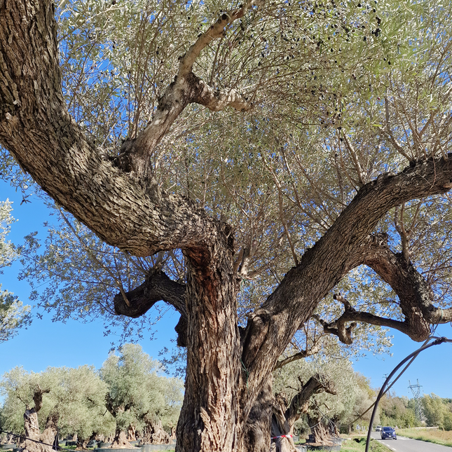 Olivier multi-centenaire (Olea europaea) – Arbre d’exception