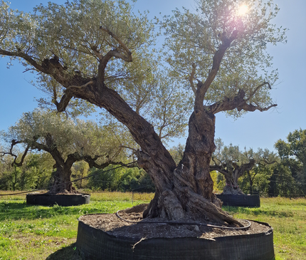 Olivier centenaire 4 mètres (Olea europaea) – Arbre d’exception | Exemplaire unique