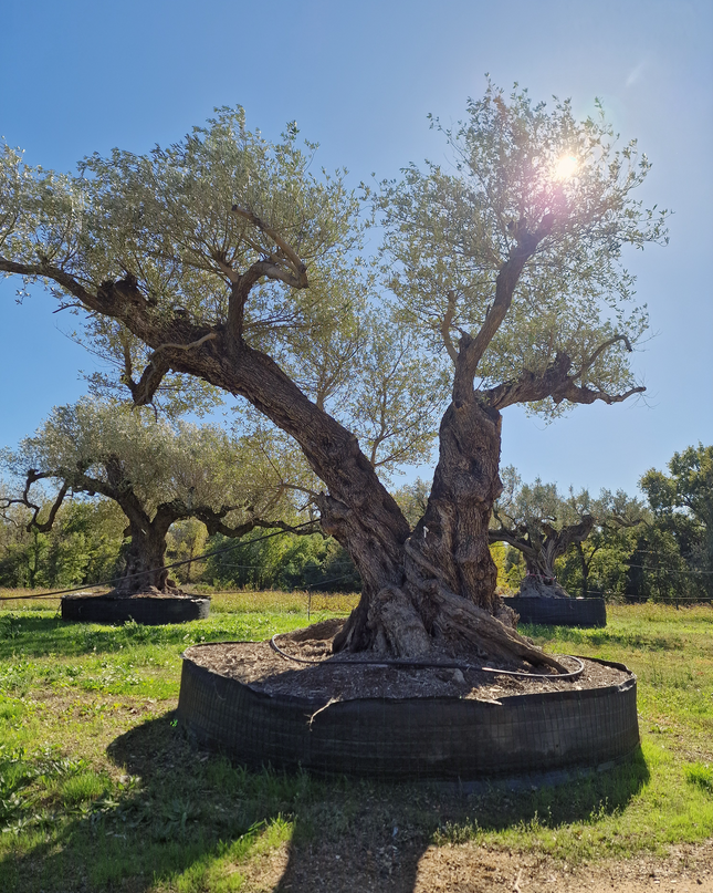 Olivier centenaire 4 mètres (Olea europaea) – Arbre d’exception | Exemplaire unique