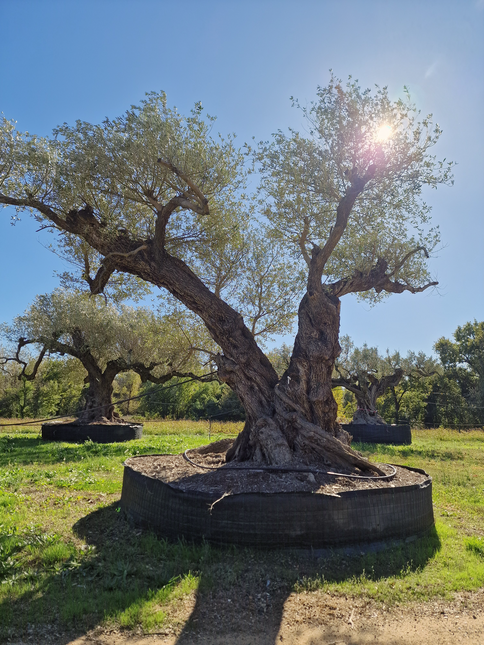 Olivier centenaire 4 mètres (Olea europaea) – Arbre d’exception | Exemplaire unique