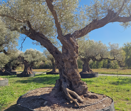Olivier centenaire 4 mètres (Olea europaea) – Arbre d’exception | Exemplaire unique