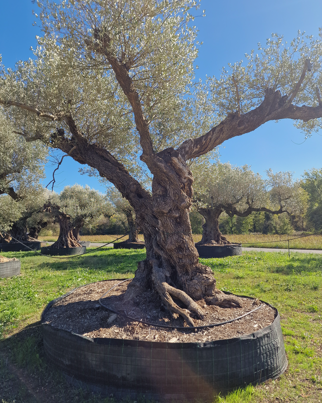 Olivier centenaire 4 mètres (Olea europaea) – Arbre d’exception | Exemplaire unique