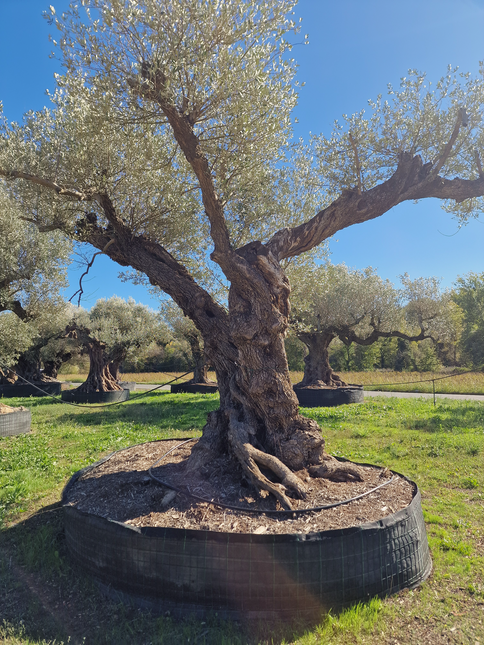 Olivier centenaire 4 mètres (Olea europaea) – Arbre d’exception | Exemplaire unique