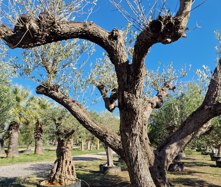 Olivier centenaire (Olea europaea) – 1,70 mètre