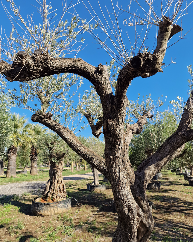 Olivier centenaire (Olea europaea) – 1,70 mètre