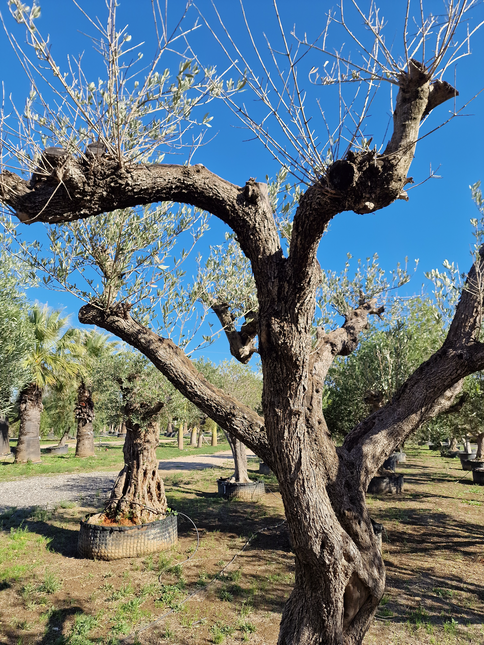 Olivier centenaire (Olea europaea) – 1,70 mètre