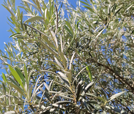 Olivier centenaire (Olea europaea) 2 mètres – Arbre d’ornement