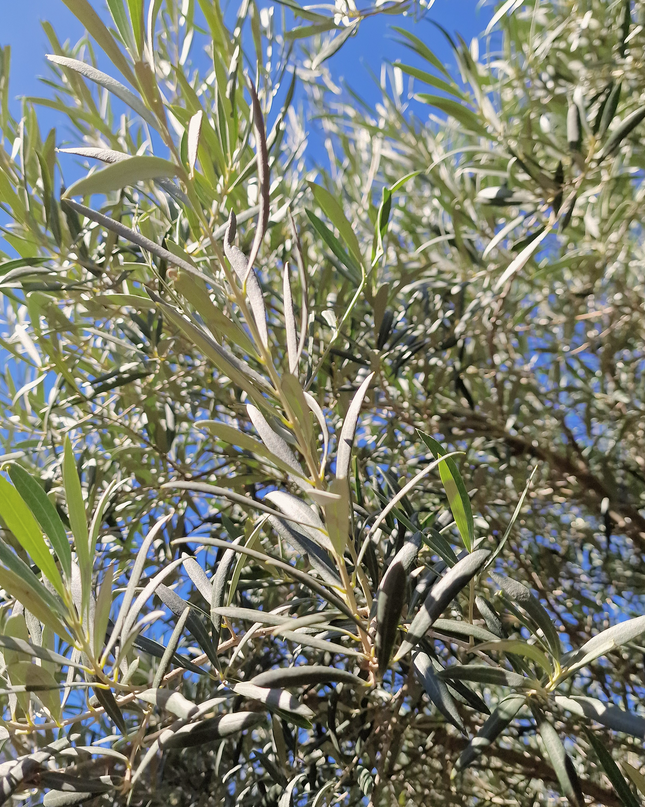 Olivier centenaire (Olea europaea) 2 mètres – Arbre d’ornement